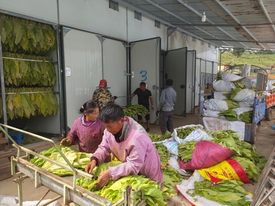 老廠鄉(xiāng) 打造烘烤商品化模式，以生物質(zhì)燃料加工夯實(shí)煙葉趕“烤”之路